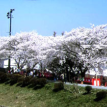 五十鈴川桜まつり